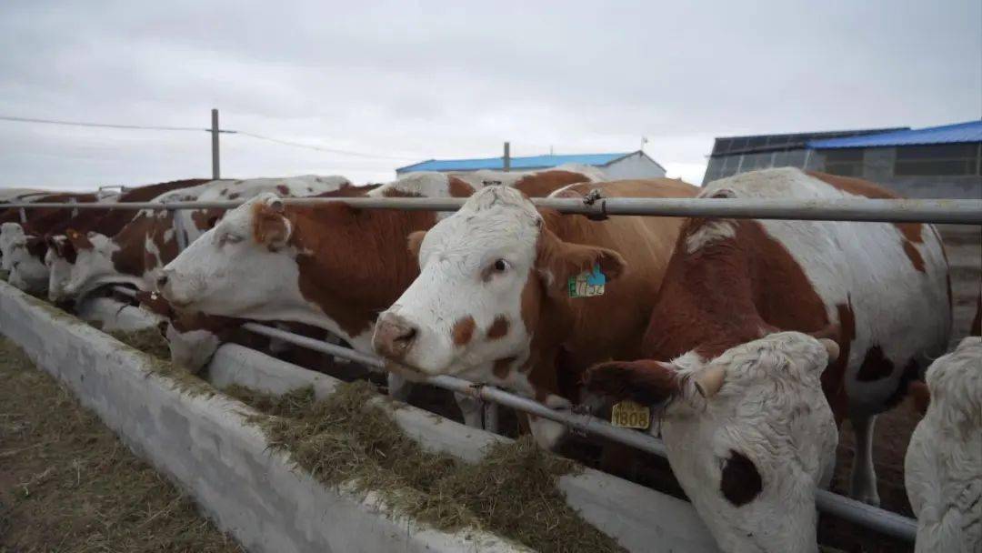 西乌珠穆沁旗:规模化育肥牛项目落地建设_肉牛_养殖_产业