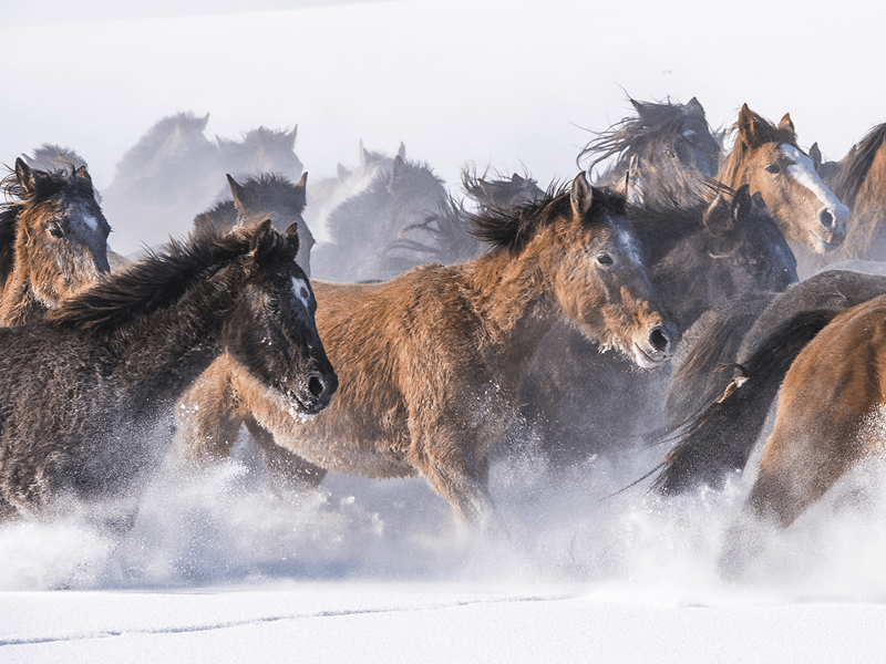 乌市石人沟大片"天马下天山"12月23日盛大上演_活动_骏马_水磨沟区