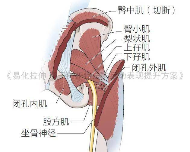 搭檔_髖關節_膝關節