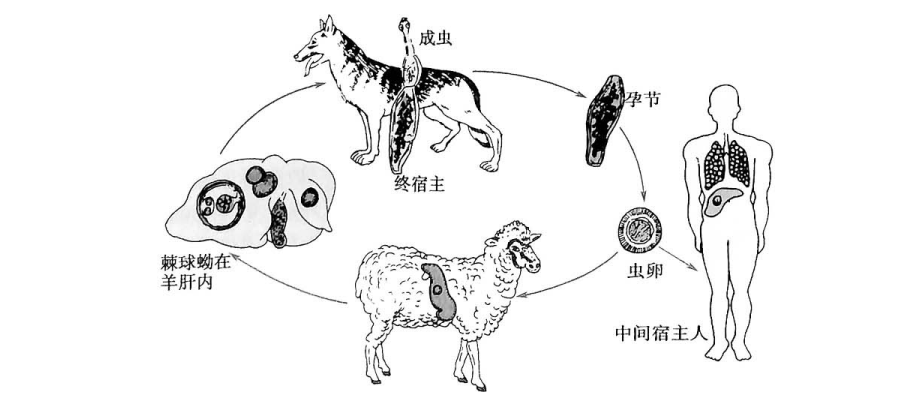 由於病畜的不規範屠宰,例如用含有包蟲棘球蚴的病畜內臟等餵狗,會導致