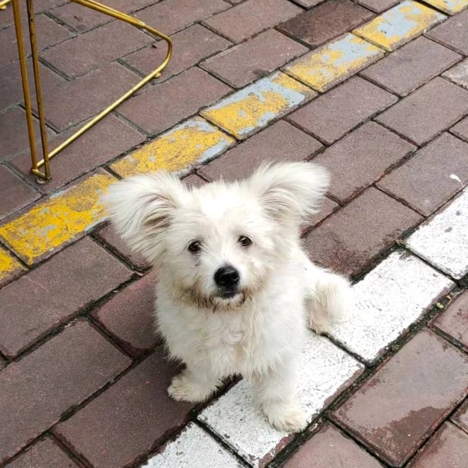 秦俊杰毛晓慧疑似情变,女方表态引猜测,情路曲折引发关注_感情_杨紫_公众