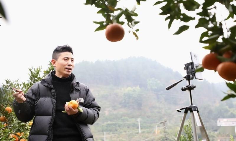 桐梓新站镇:1.5万亩椪柑喜迎丰收_桐梓县_种植_销售