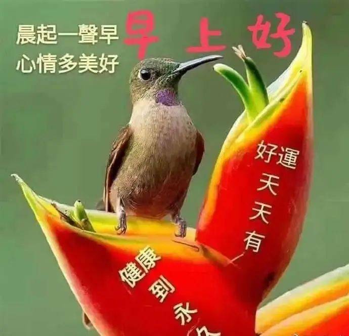 早上好問候祝福語,晨起一聲早,心情多美好_生活_人生_心態