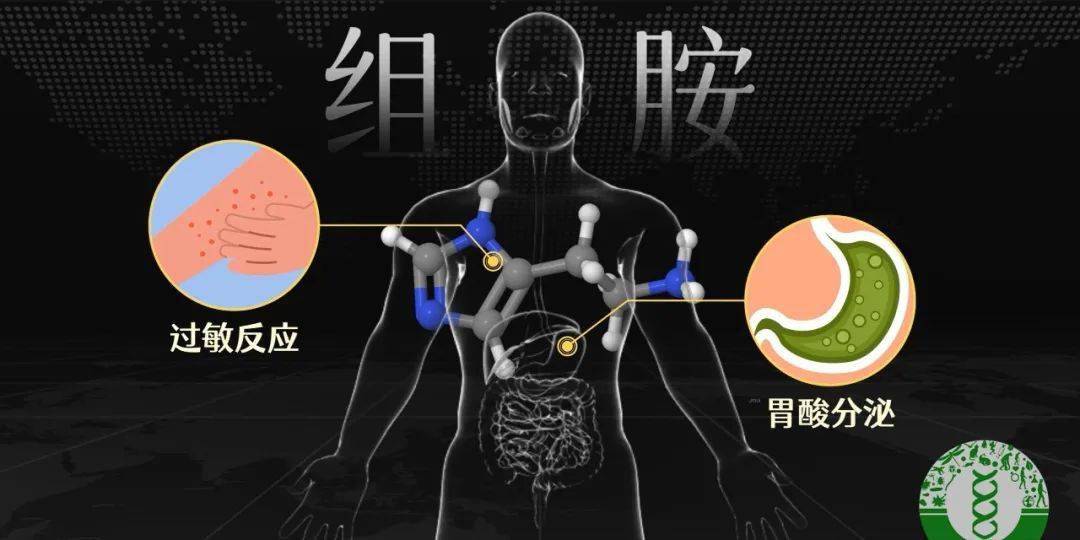 消化性潰瘍顛覆性藥物——第一個h2拮抗劑西咪替丁_組胺_胃酸_受體