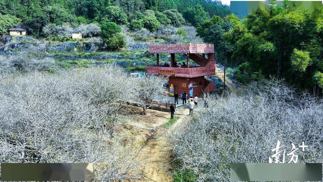 又到一年赏梅时,暗香盈袖觅芳踪.眼下,新兴县大江镇的梅花进入盛放期.