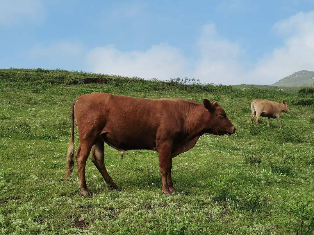 威宁黄牛_遗传_大山头_毕节市