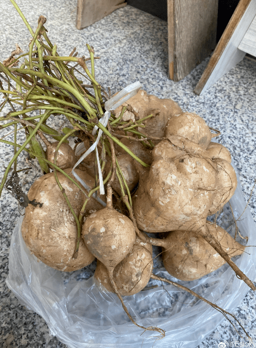 也叫白地瓜,豆薯,地萝卜等凉薯是一种豆科植物的块根是一种长得像豌豆