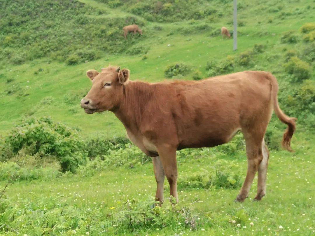 威宁黄牛_遗传_大山头_毕节市