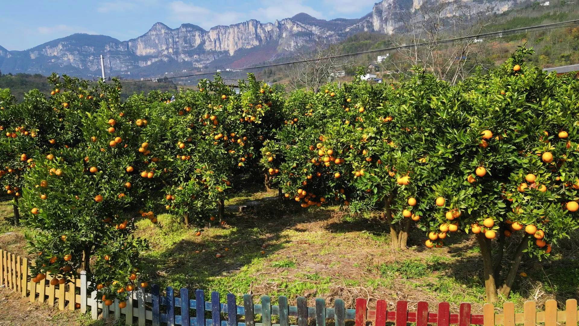建始县景阳镇大树垭村:柑美 橘甜 柚香 "致富果"助力乡村振兴_水果