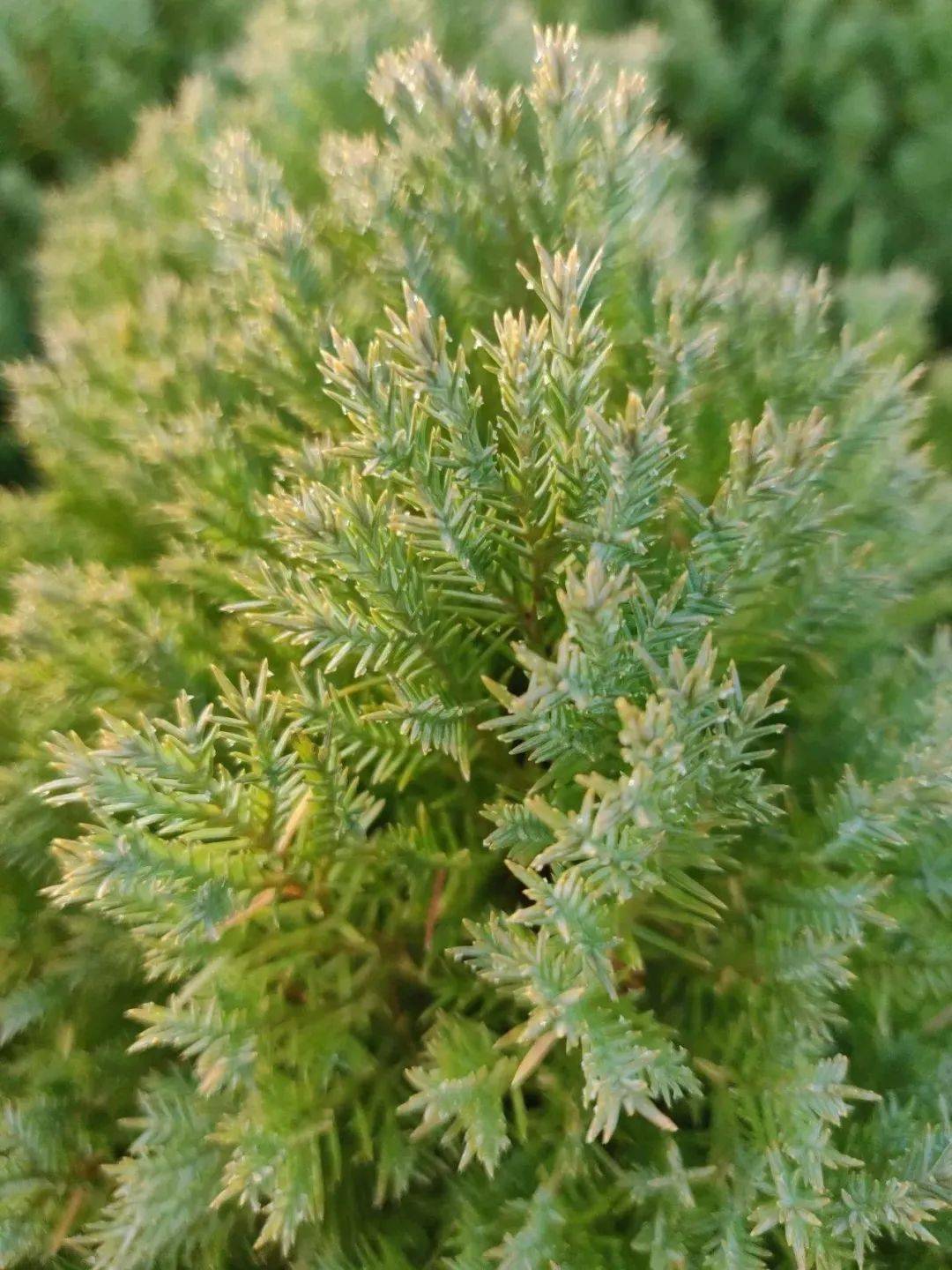 【科宝有话说 (六十八)】自然成型,圆润可爱的柏树——皮球柏_奉贤区