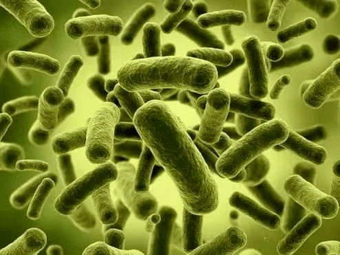警惕日常生活中的一种食源性致命病菌——椰毒假单胞菌