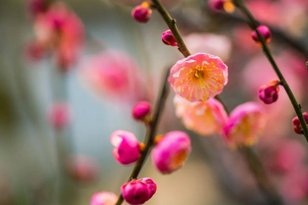 知書達禮丨10首冬梅詩詞,暗香疏影,孤芳一世,唯美了整個冬天_梅花_花