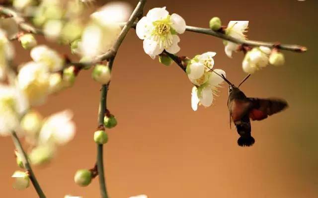 【原來】踏雪尋梅,靜待春歸_梅花情_雪花_紅梅