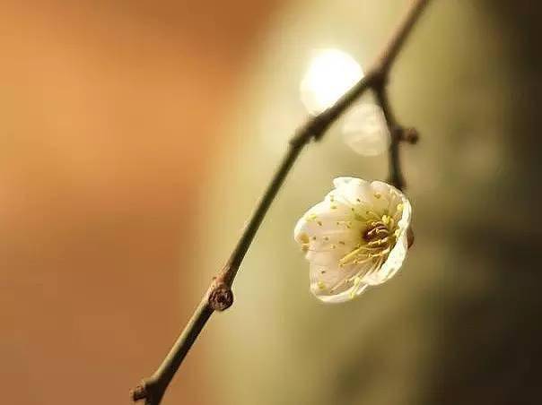 【原來】踏雪尋梅,靜待春歸_梅花情_雪花_紅梅