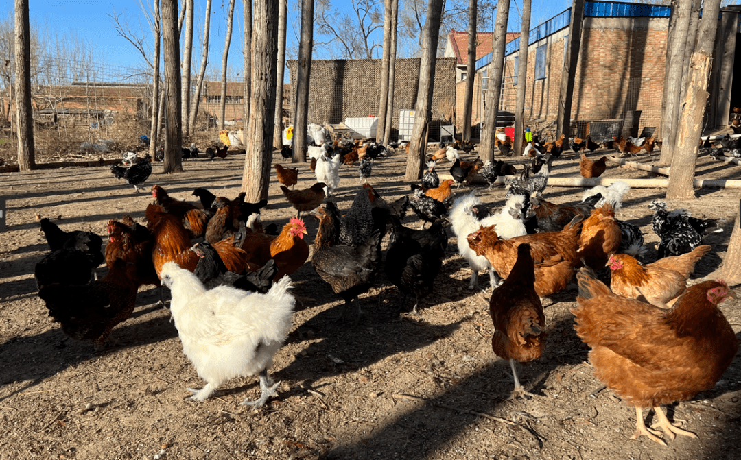 林下生态养殖 探索绿色发展之路