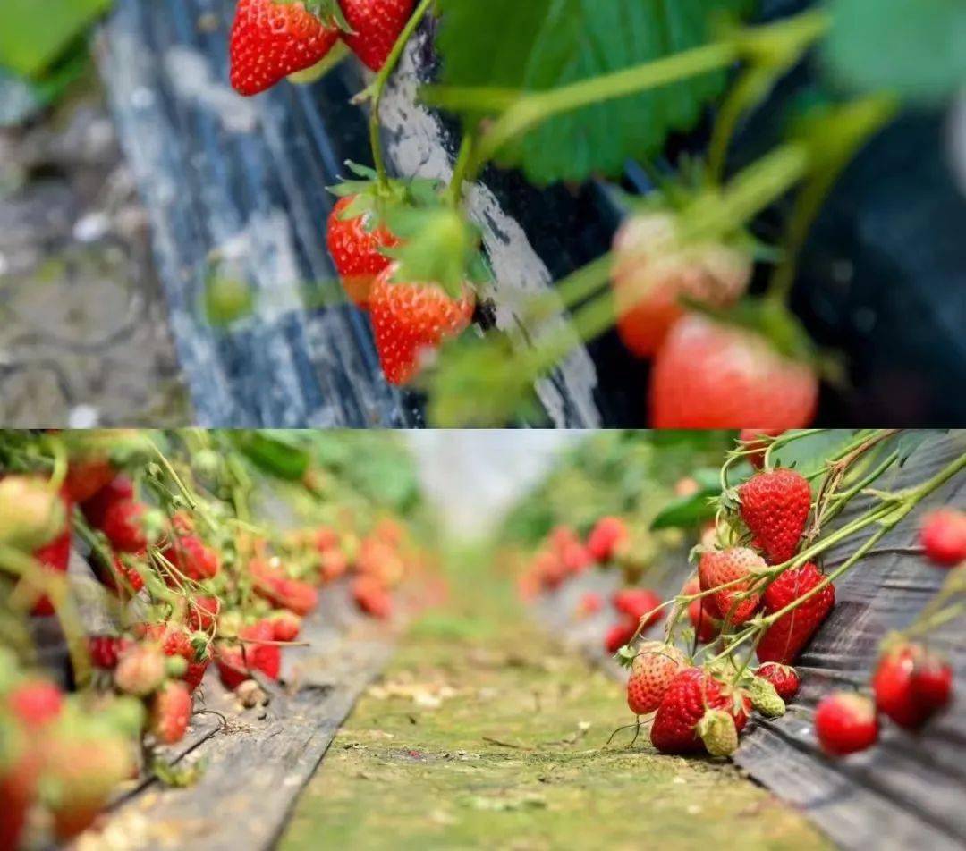 【亲子半日】采草莓 蘑菇 抓鸡大作战_活动_科普_园区