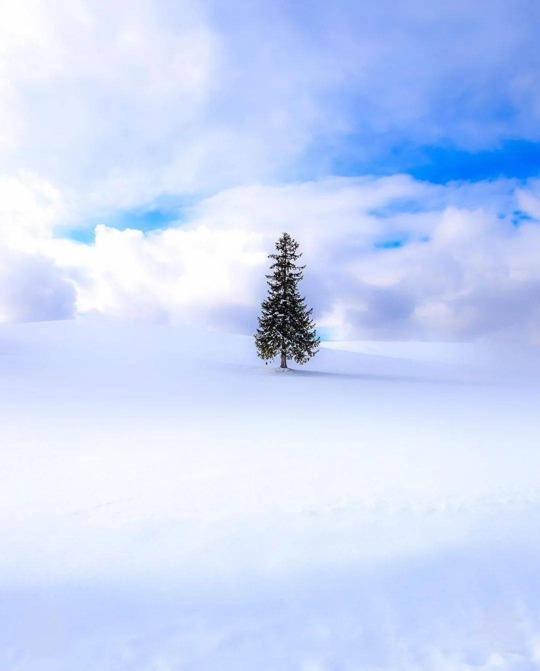雪地孤树:寂静中的坚韧