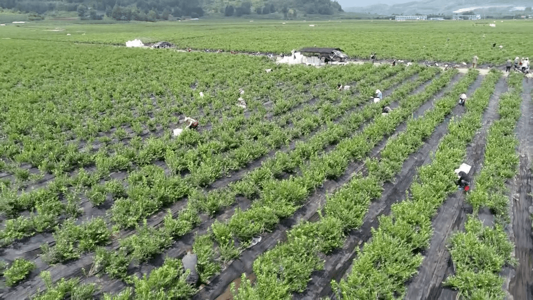 藍莓產業依勢而行通化縣光華鎮土壤水質良好,氣候條件適合藍莓種植.