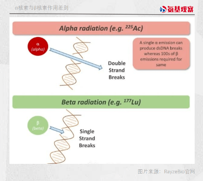 ryz101則選擇了α粒子放射性同位素錒-225作為核素.