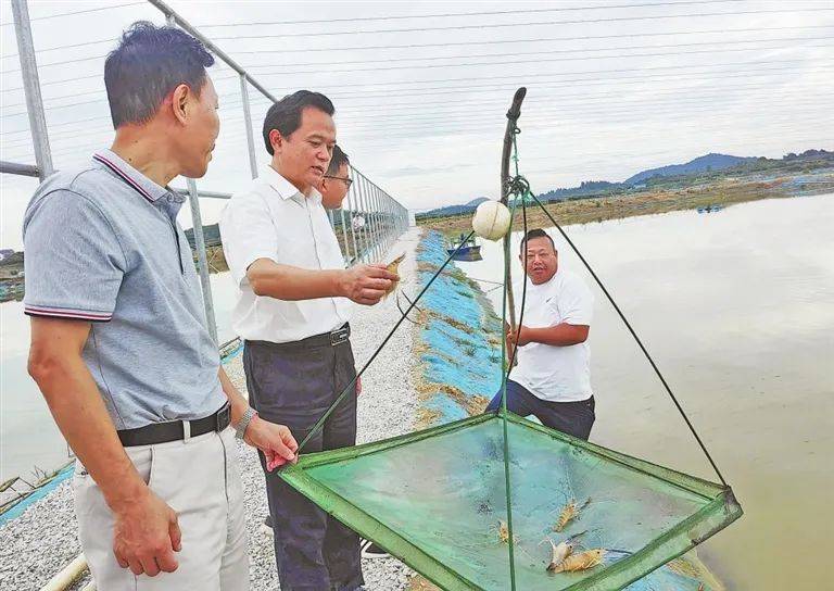 上饶市农科院专家正在鄱阳县饶埠镇现代农渔业产业园考察"南太湖3号"