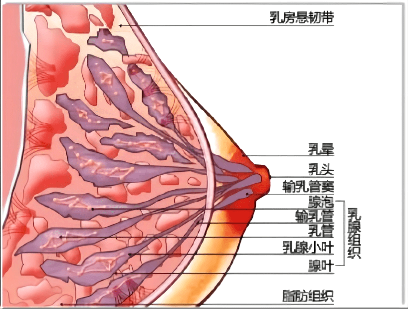 乳房悬韧带断裂图片图片