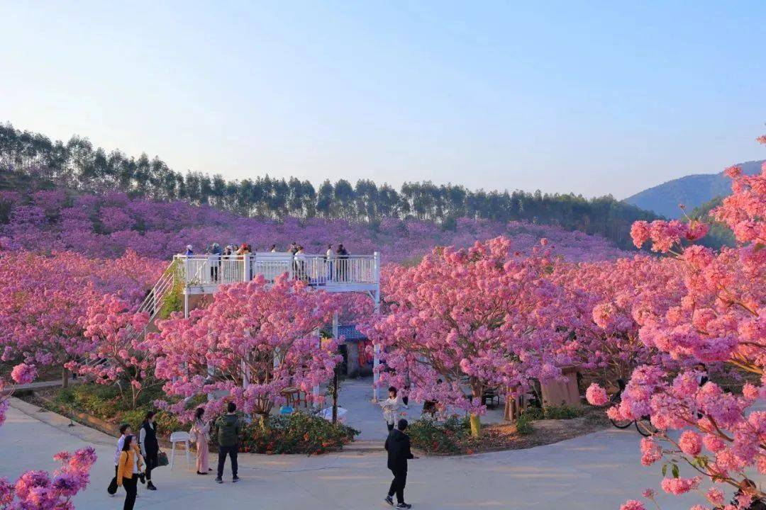 原产于巴西,阿根廷等国,国内引进种植后,绿美生态园对树种进行改良