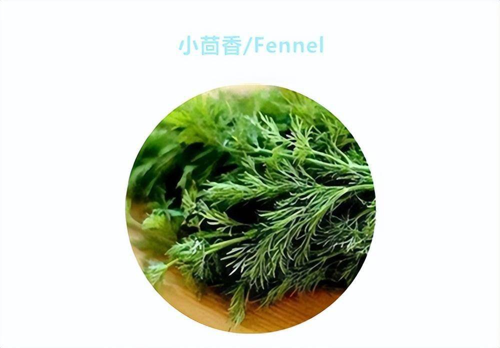 廚房裡的香草世界_歐芹_味道_百里