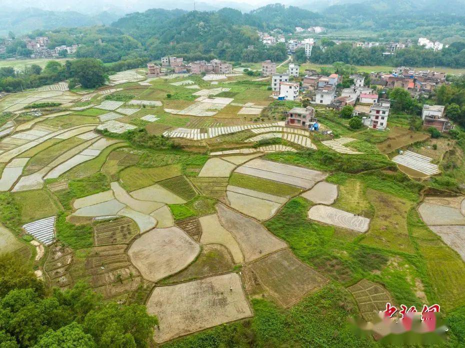 圖為廣西梧州市蒼梧縣京南鎮武嶺村.