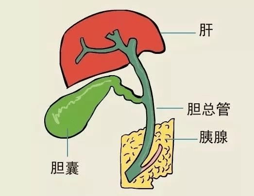 【健康科普】膽囊結石一定需要手術嗎_膽汁_情況_藥物