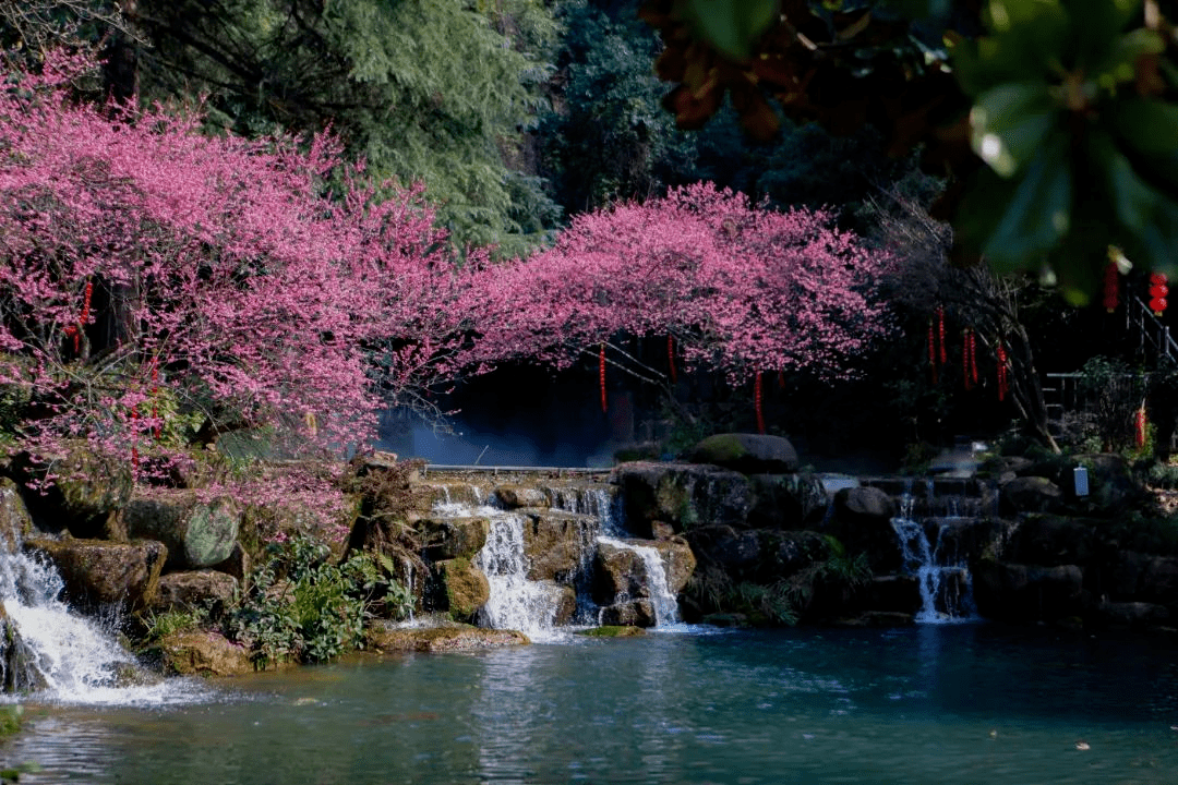 武义县秋澄公园正娇妍,兰溪市六洞山景区团团簇簇……2月也是梅花开放