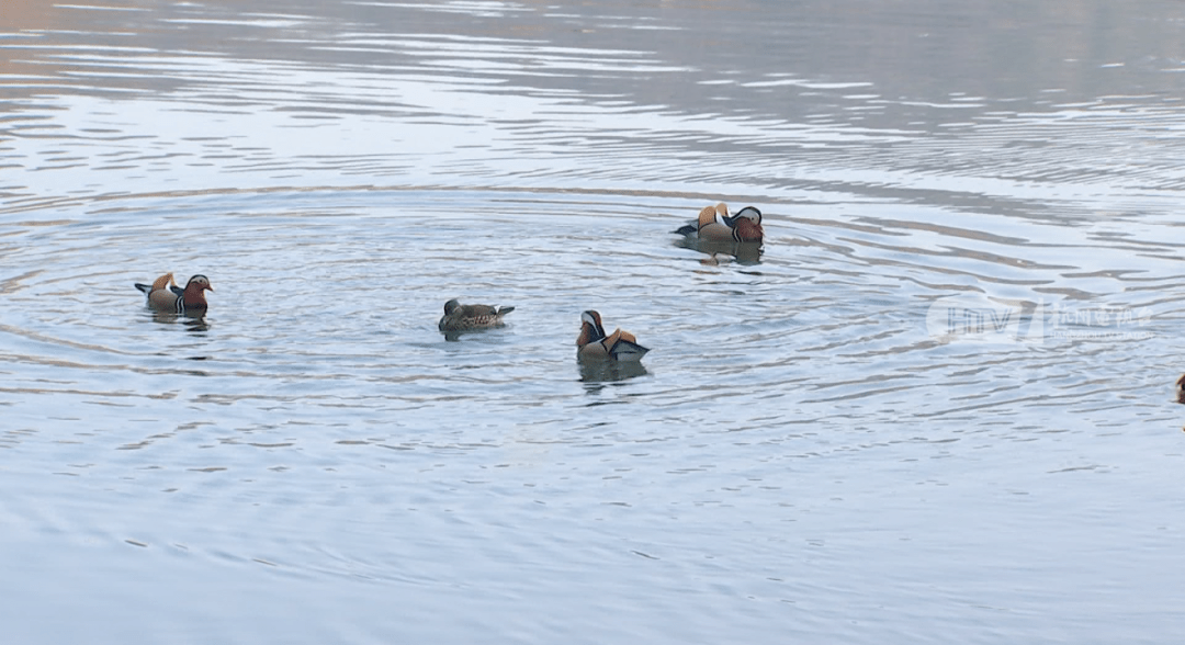 2023西湖水鸟"年度报告"新鲜出炉,数量又增长了._鸳鸯_杭州_进行