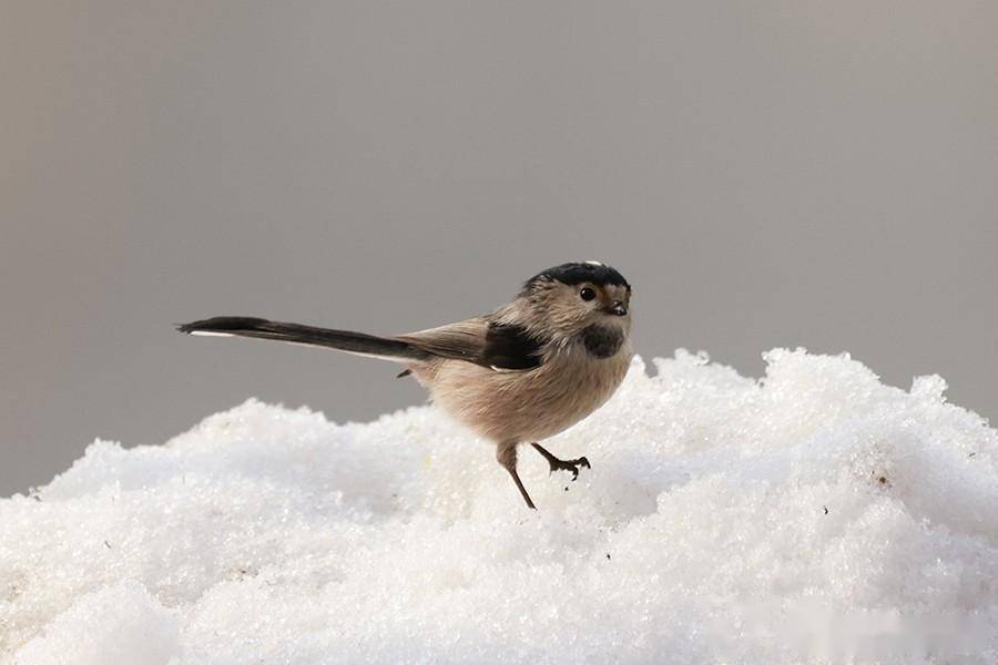 十分有仙气的团子鸟_长尾_生机_山雀