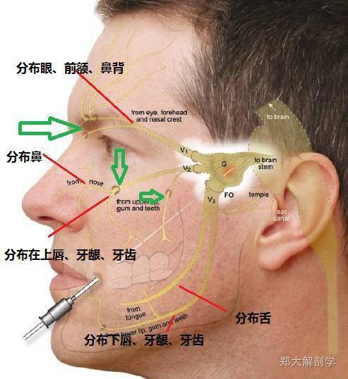 5cm處, 穿出顳筋膜淺層至皮下, 與面神經顳支相結合, 分佈於顳區前部