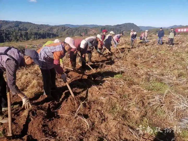 科技助力乡村振兴 | 科技赋能促进禄劝县马鹿塘乡一县一业招商引资